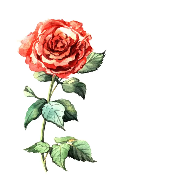 水彩红玫瑰 真正的水彩画 — 图库照片