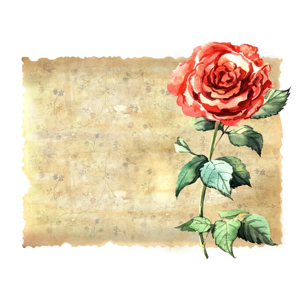 Watercolor background with rose — Stock Photo, Image