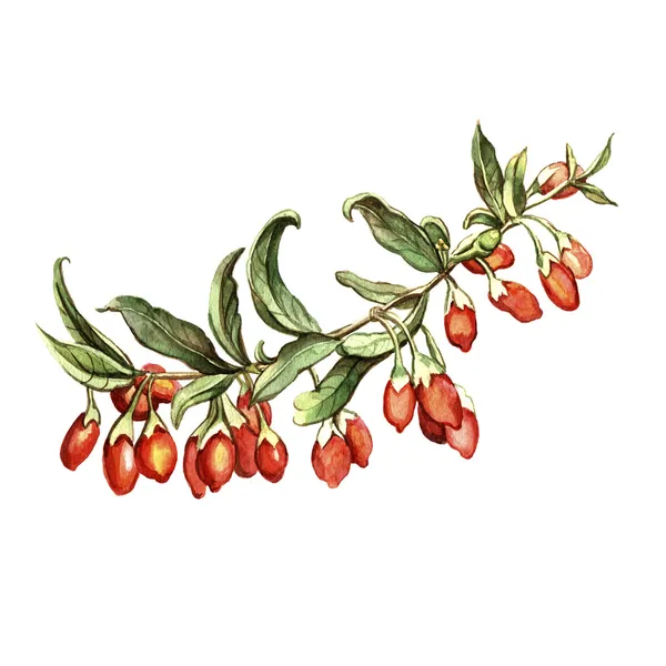 Akvarell goji bogyós gyümölccsel — Stock Fotó