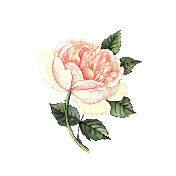 Róża akwarelowa — Zdjęcie stockowe