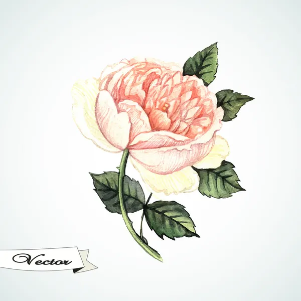 Rosa de aquarela — Vetor de Stock