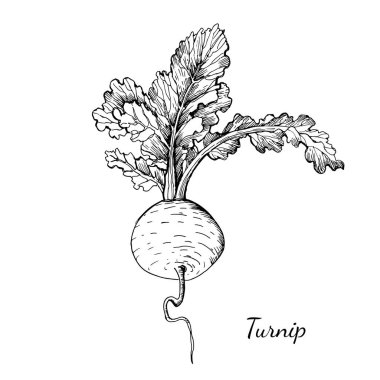 Şalgam 'ın grafiksel çizimi