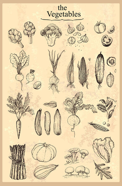 Винтажные графические кулинарные овощи