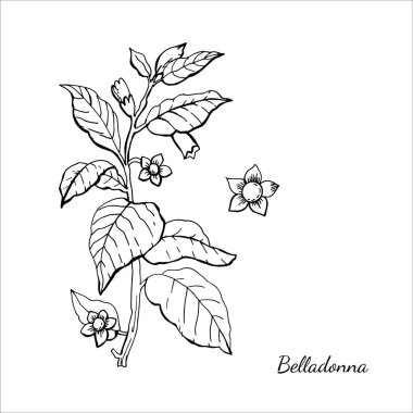 Grafiksel illüstrasyon Beyaz Belladonna