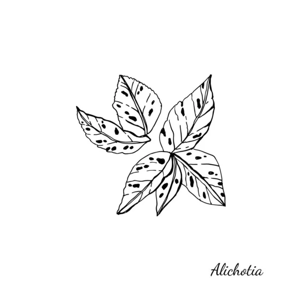 Alichotiaのグラフィックイラスト — ストックベクタ