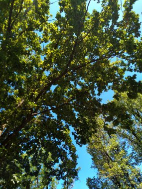 Yazın ağaçlardaki yeşil yaprakların manzarası