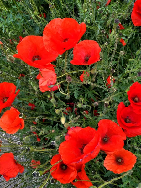 Bright Red Poppies Growing Garden — Stock Photo, Image