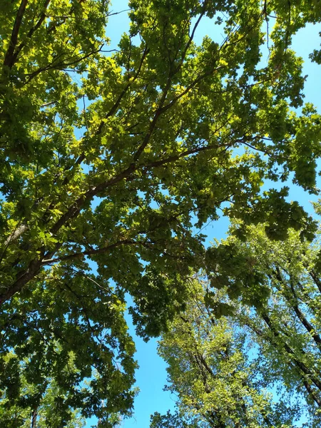 Blick Auf Die Grünen Blätter Bäumen Sommer — Stockfoto