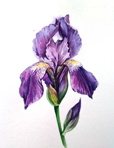 Sketsa Botani Iris Warna Air Ilustrasi Warna Air Bunga Iris — Stok Foto