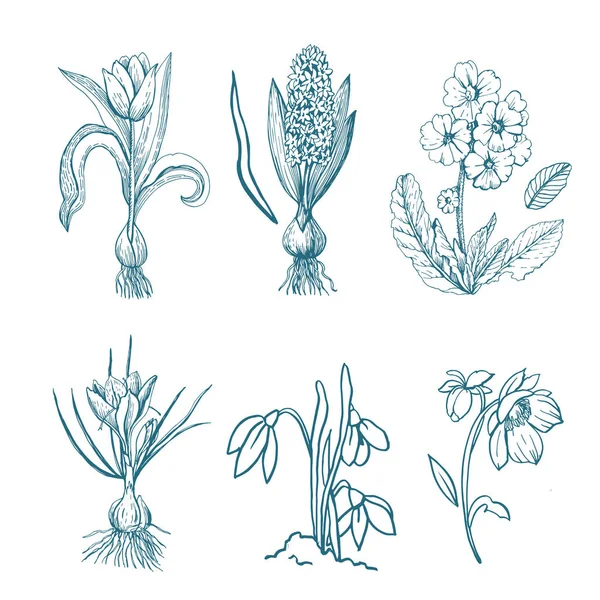 Plantes Printemps Plantes Graphiques — Image vectorielle