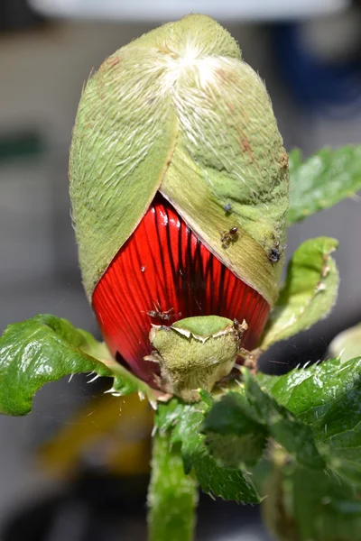 Flor de amapola —  Fotos de Stock