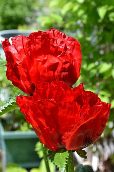 Fiore di papavero — Foto Stock