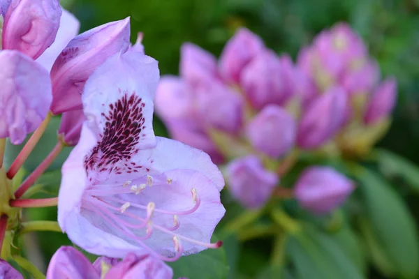 Fiore di rododendro — Foto Stock