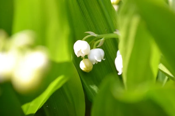 Fioritura di Maiglascar cken in primavera — Foto Stock