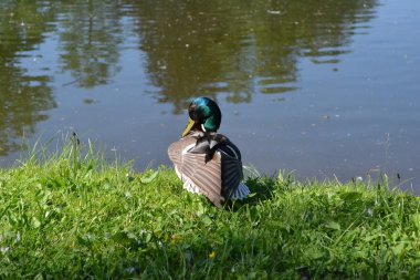 Fırçalama sırasında ördek