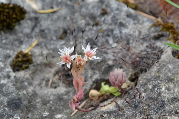 Piccolo sedum con fiore bianco su una grande pietra — Foto Stock