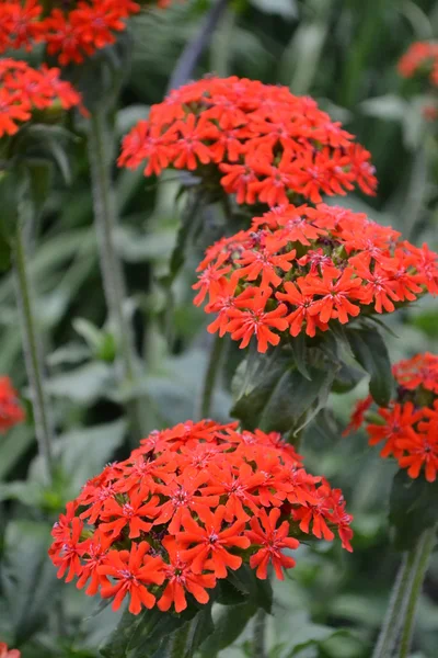 Red flowers of Lychnis chalcedonica — Stock Photo, Image