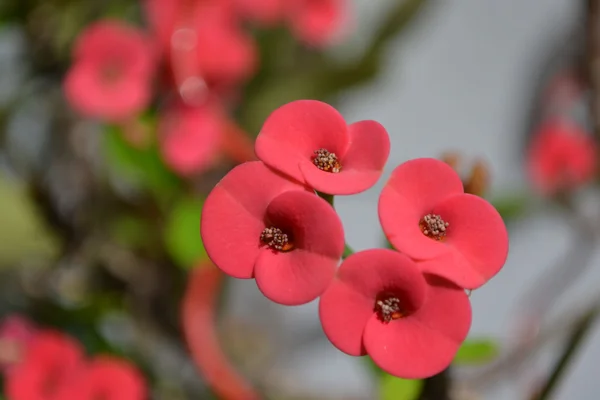 Красный цветок терна Христова — стоковое фото