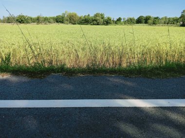 Thailan 'da asfalt yollar ve pirinç tarlaları