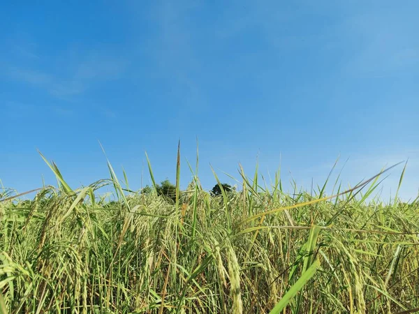 Rice Harvesting Seeds Thailand — Stock Photo, Image