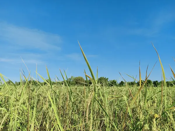 Rice Harvesting Seeds Thailand — Stock Photo, Image