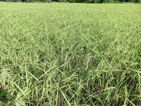 Rice Harvesting Seeds Thailand — Stock Photo, Image