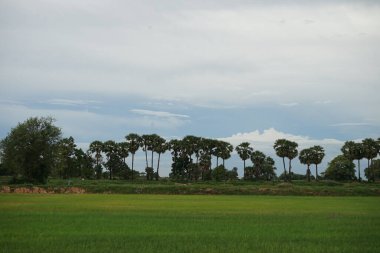 Tayland 'da pirinç hasadı.