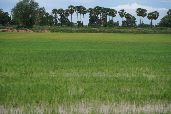 Sementes Colheita Arroz Tailândia — Fotografia de Stock