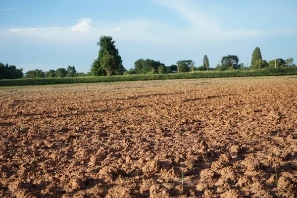 Tarımsal ürünleri ihraç etmeden önce arazi hazırlığı