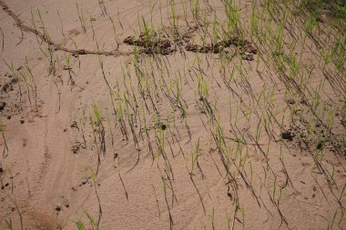 Tarımsal ürünleri ihraç etmeden önce arazi hazırlığı