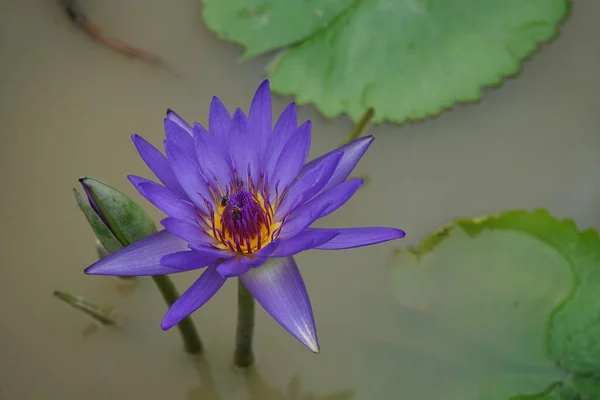 Lotus Flower Park High Angle View — Foto Stock