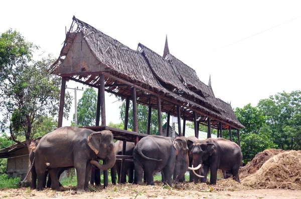 Elefante da lavoro — Foto Stock