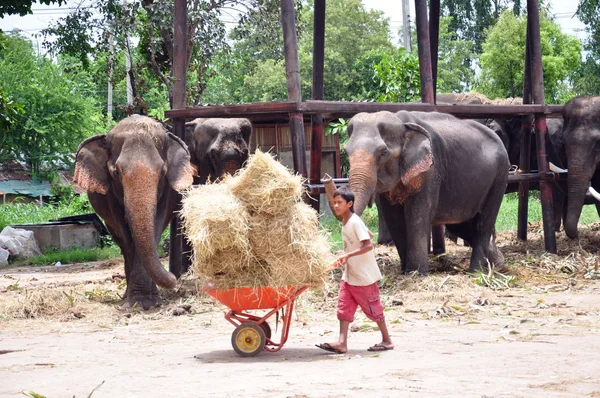 Elephant in Ayutthaya, Thailand — Stock Photo, Image