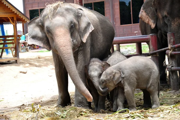 Asiatiska baby elefant Royaltyfria Stockfoton