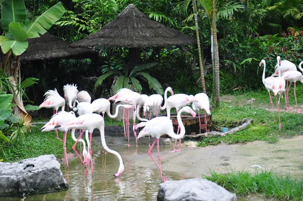 Flamingo — Fotografia de Stock