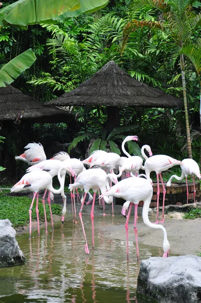 Flamingo — Stockfoto