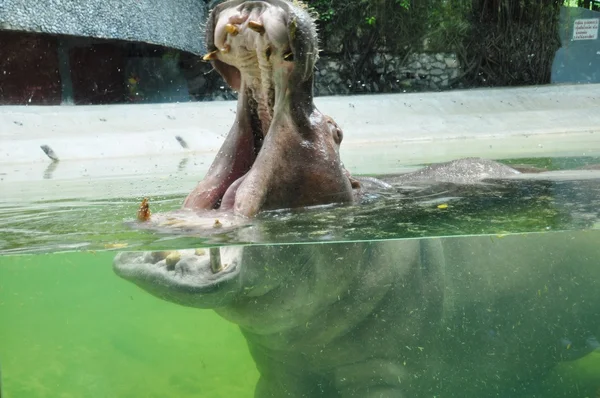 Hippopotamus in the water — Stock Photo, Image