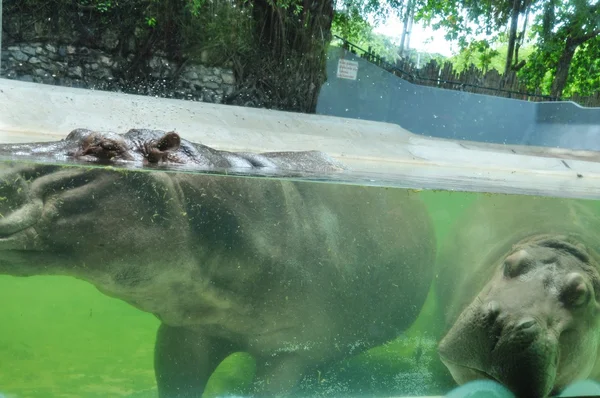Hippopotamus in the water at Dusit zoo in Thailand — Stock Photo, Image