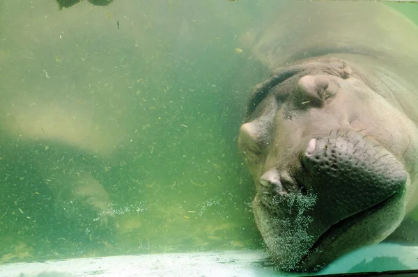 Hippopotamus in the water — Stock Photo, Image