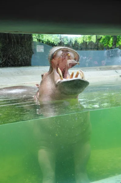 Young hippopotamus with open mount in water — Stock Photo, Image