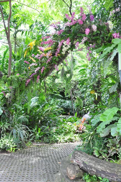 Arch of flowers by orchids — Stock Photo, Image