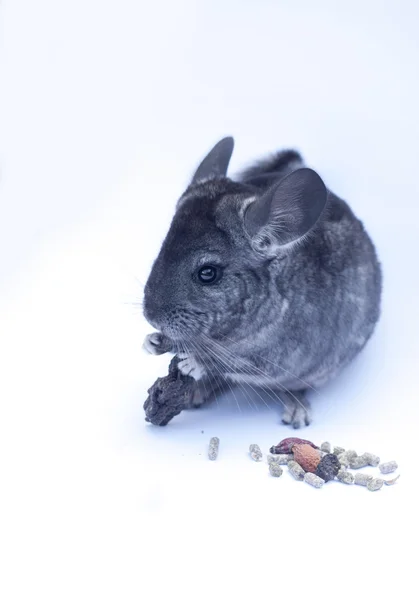 Joven Chinchilla sobre blanco —  Fotos de Stock