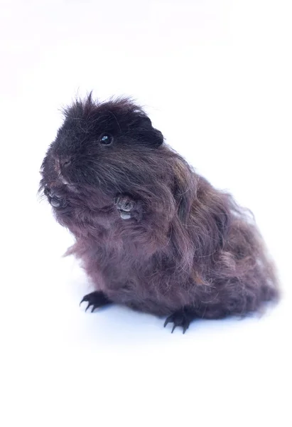 Divertente cavia nera su bianco — Foto Stock