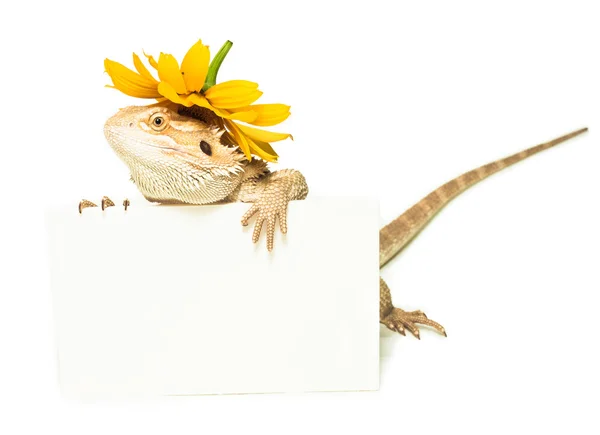 Lizard holding card in hand on white — Stock Photo, Image