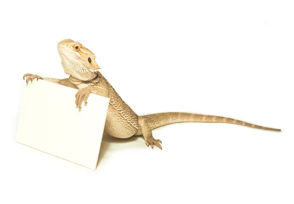 Lagarto sosteniendo la tarjeta en la mano en blanco — Foto de Stock