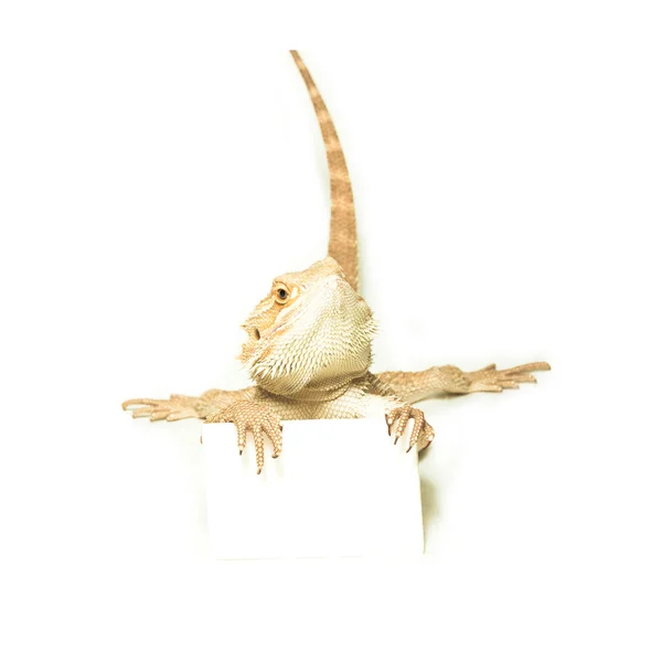 Lizard holding card in hand — Stock Photo, Image