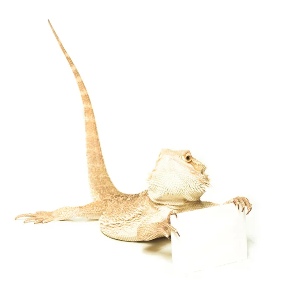 Lagarto con tarjeta en la mano — Foto de Stock