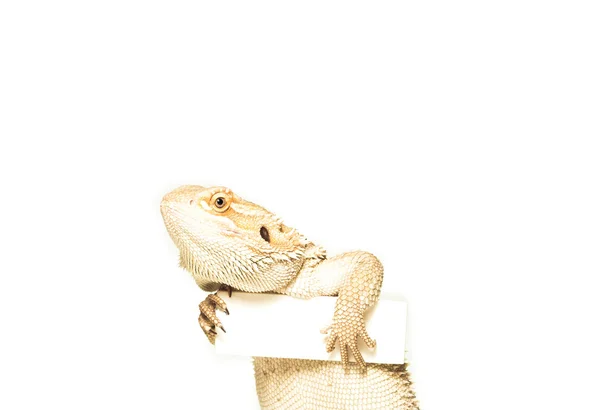 Lagarto con tarjeta en la mano — Foto de Stock