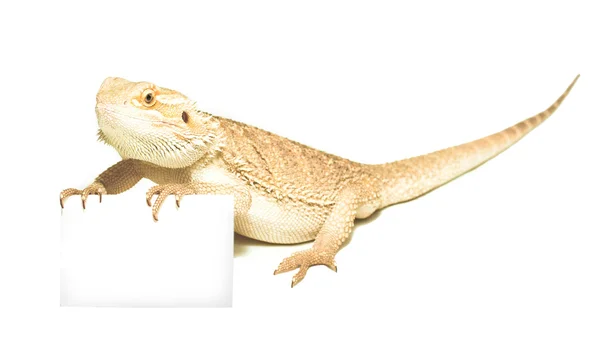 Lagarto sosteniendo la tarjeta en la mano en blanco — Foto de Stock