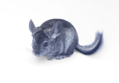 Beyaz genç chinchilla